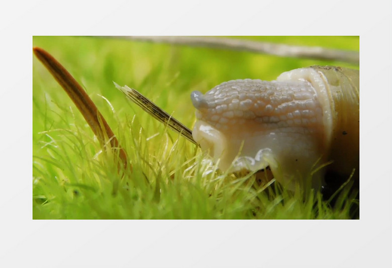一只蜗牛缓缓的伸出触角实拍视频素材