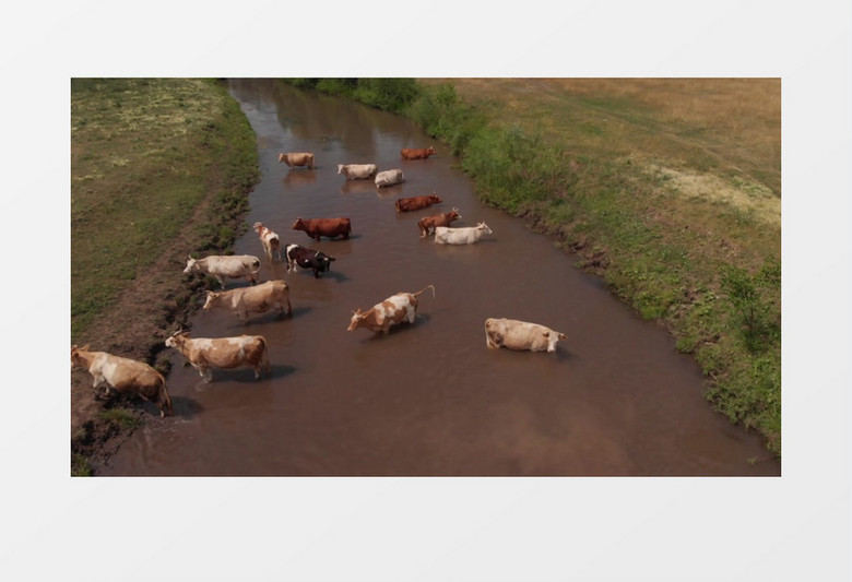 一群牛站在河水里实拍视频素材