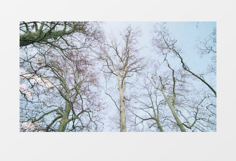 蓝天下高耸的英国梧桐实拍视频素材