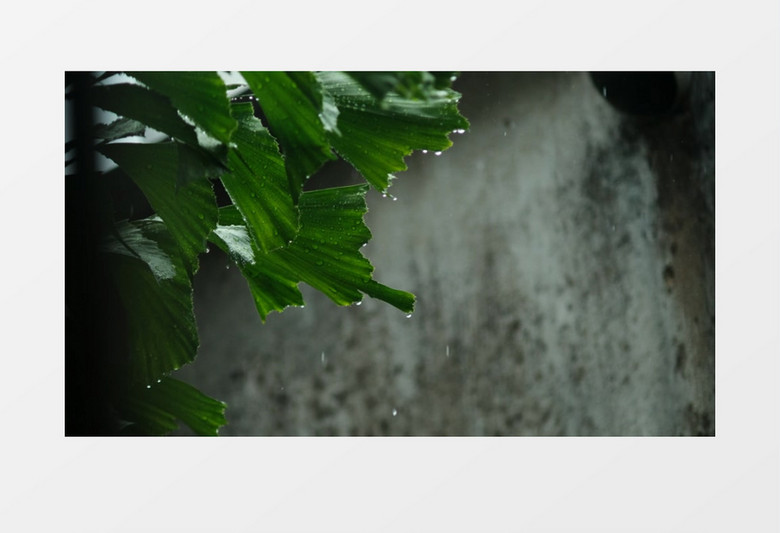 沐浴在雨中的鱼尾葵实拍视频素材