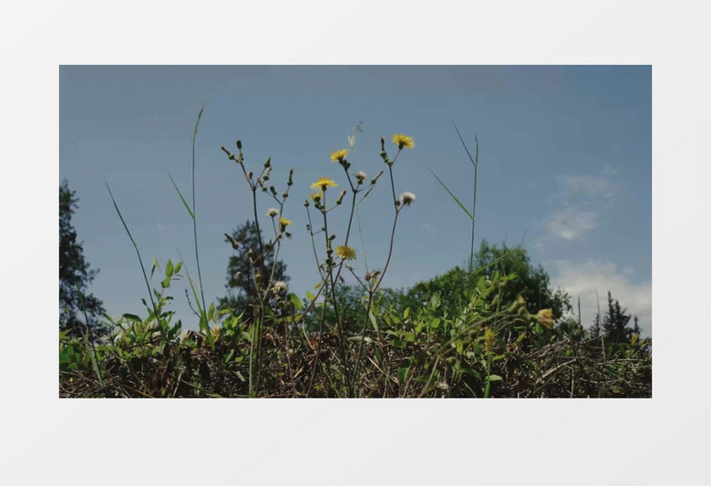 在风中摇曳的小雏菊实拍视频素材