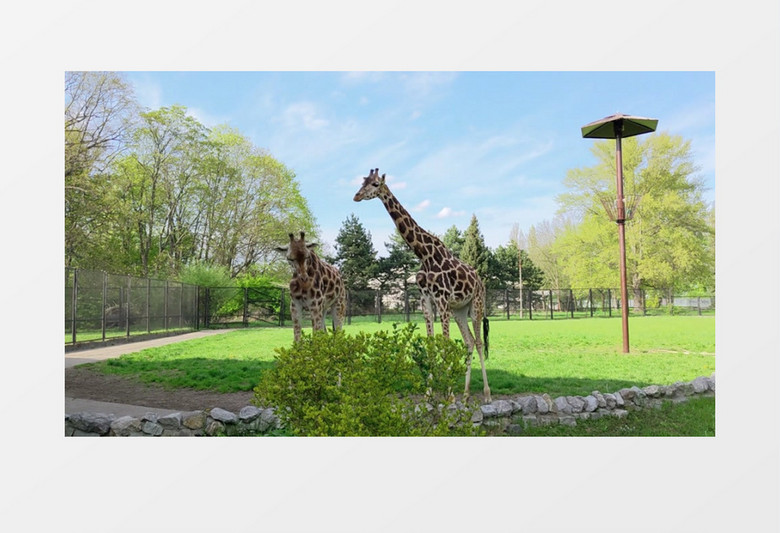 动物园里两只斑马在吃草实拍视频素材