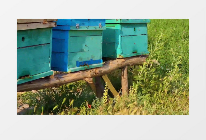 郊外的蜂巢和外出采蜜的蜜蜂实拍视频素材
