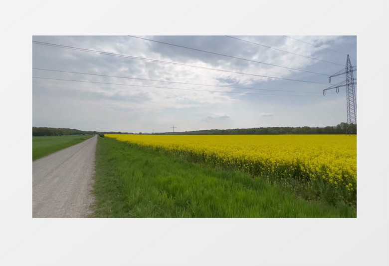 实拍郊外的油菜花田实拍视频素材