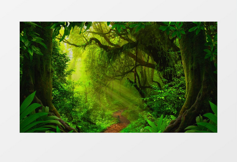 神秘幽静森林背景视频素材有音乐