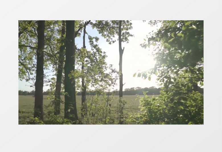 实拍阳光透过树丛飘洒的景色实拍视频素材