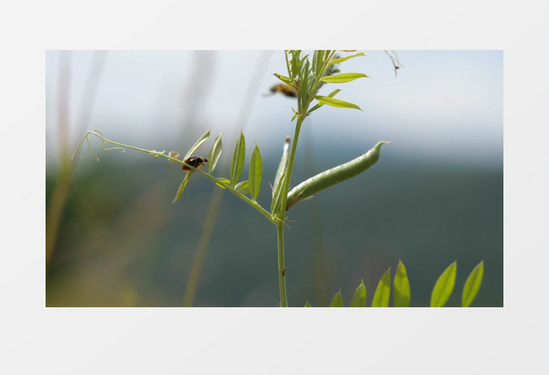 瓢虫落在植物上觅食实拍视频素材