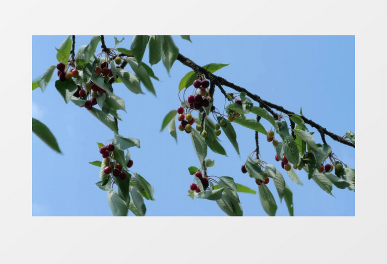 樱桃树上长满了果实实拍视频素材