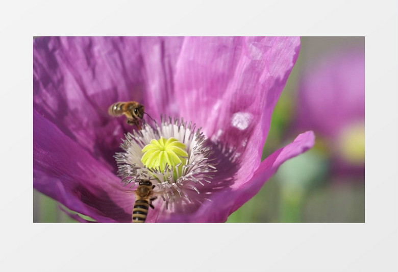 实拍蜜蜂在花蕊中采蜜实拍视频素材