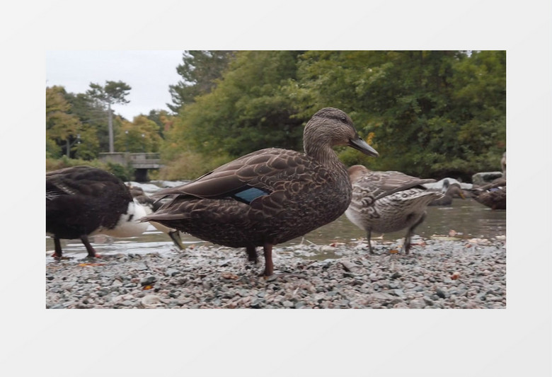 一群鸭子在水边漫步实拍视频素材