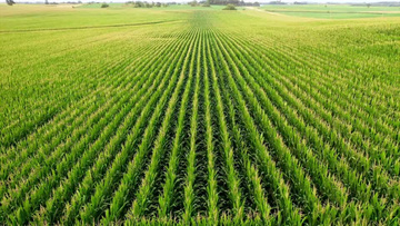 航拍生旺盛的玉米地实拍视频素材