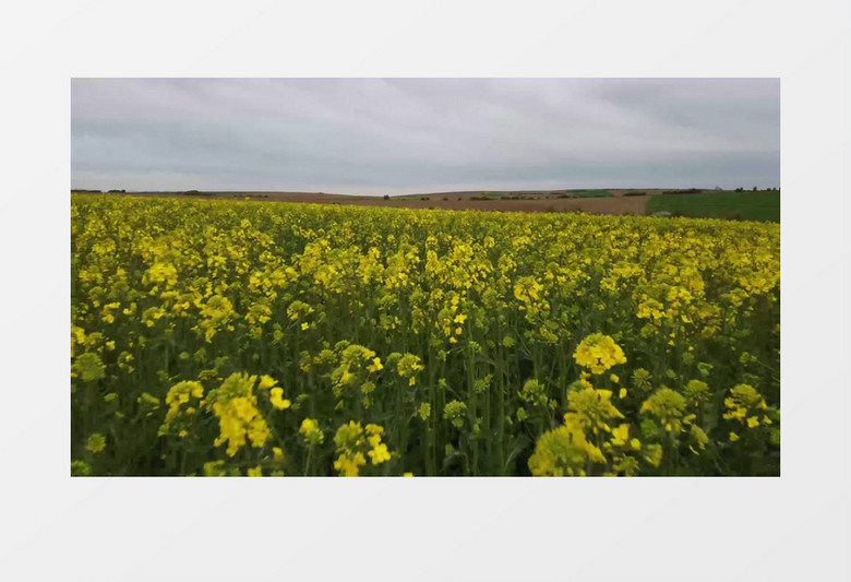 一大片黄色的油菜花实拍视频素材