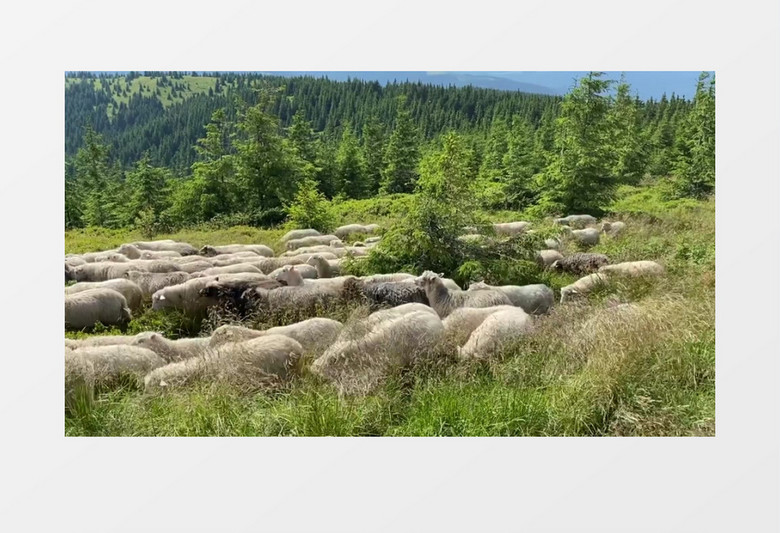 一群羊穿梭在草地中实拍视频素材