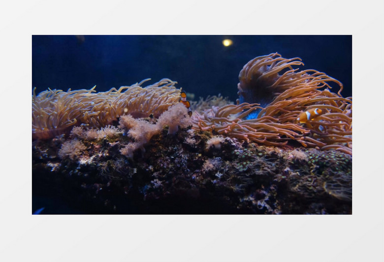 小丑鱼在珊瑚丛中穿梭实拍视频素材