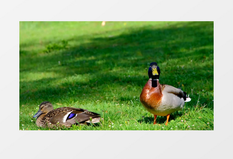 两只鸭子在草地上四处张望实拍视频素材