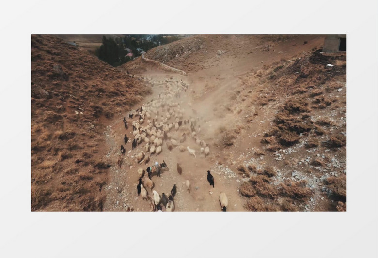 一群羊在山脚下行走实拍视频素材