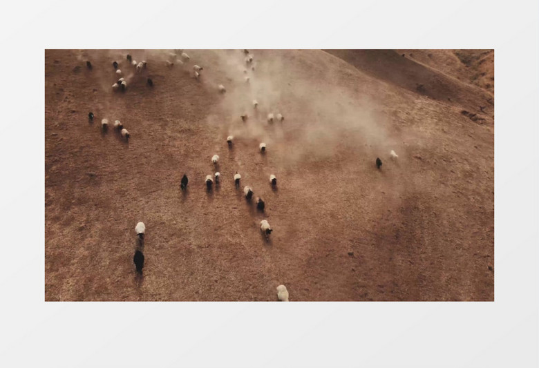 一群羊在地面上奔跑实拍视频素材