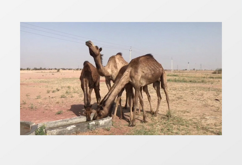三只骆驼在喝水实拍视频素材