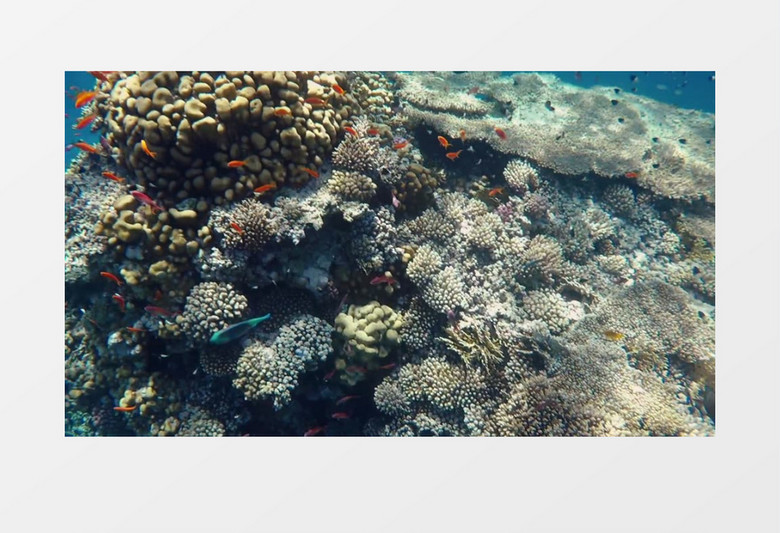 海底穿梭的鱼群实拍视频素材