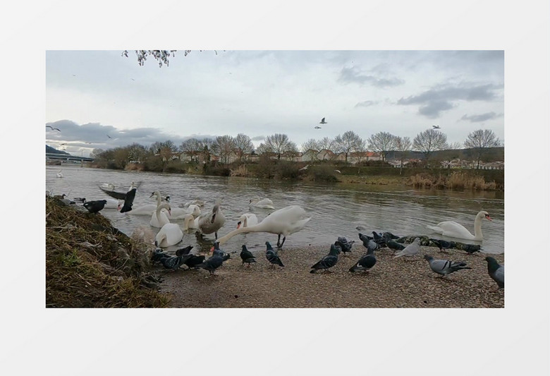 一群鸽子和天鹅在水中觅食实拍视频素材