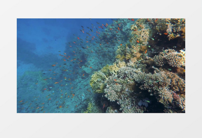 一群鱼在海底的珊瑚中穿梭实拍视频素材