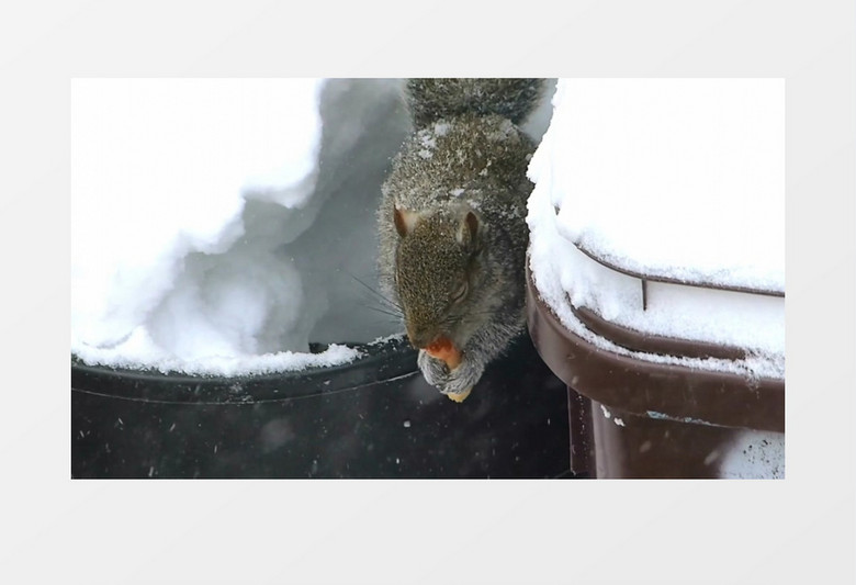 一只小松鼠在雪中觅食实拍视频素材