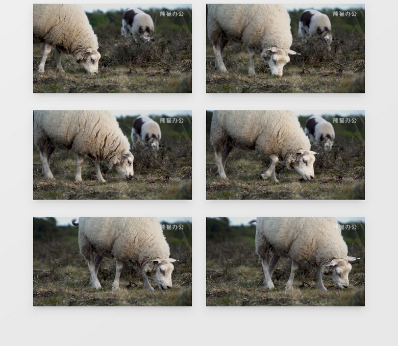 两只羊在草地上吃草实拍视频素材下载 Mp4格式 熊猫办公