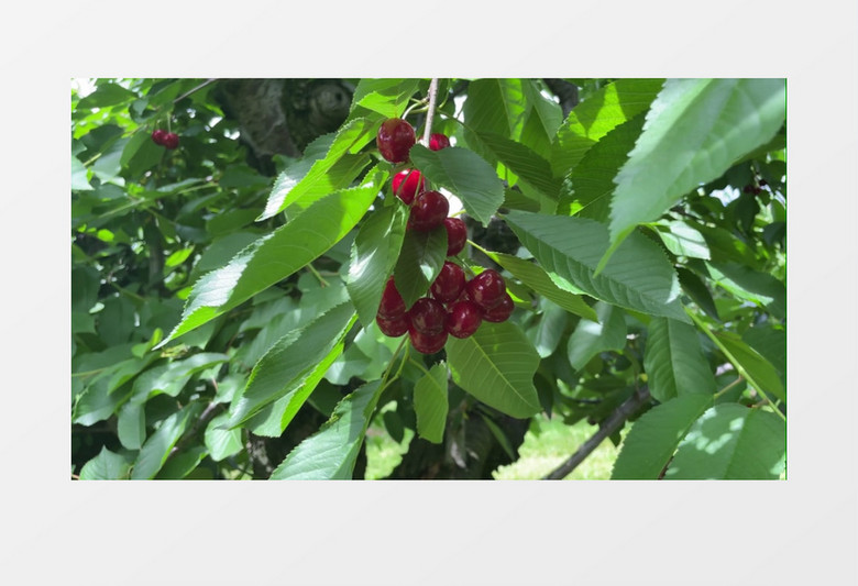 一串樱桃在树枝上晃动实拍视频素材
