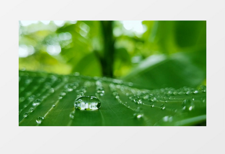 在树叶上晶莹剔透的水珠实拍视频素材