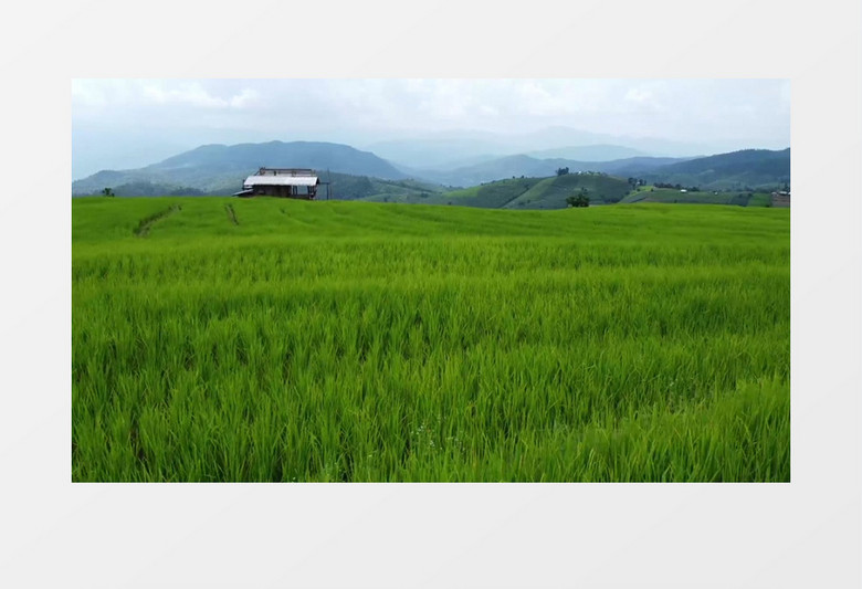 梯田上种植的水稻实拍视频素材