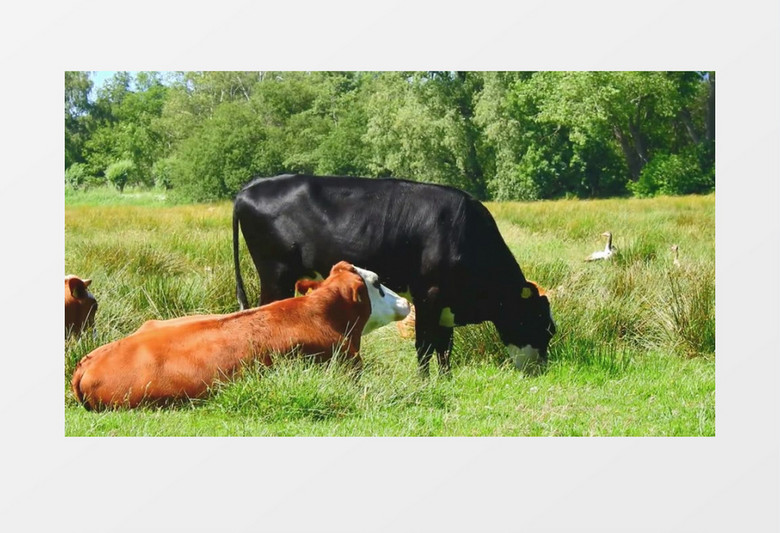 两头牛在草地上吃草实拍视频素材