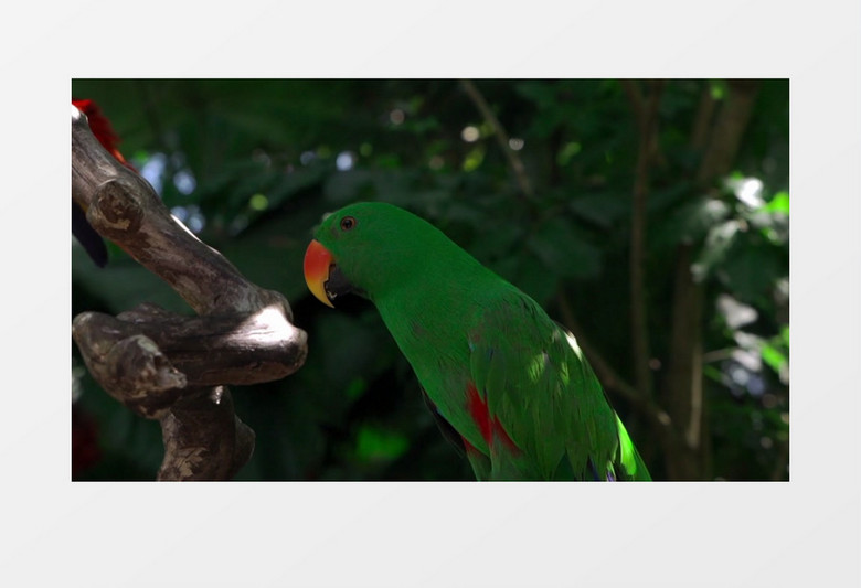一只绿色的鹦鹉站在树干上实拍视频素材