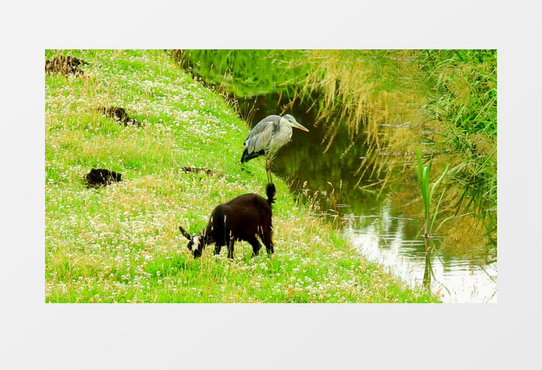 站在水边的鸟和觅食的羊实拍视频素材