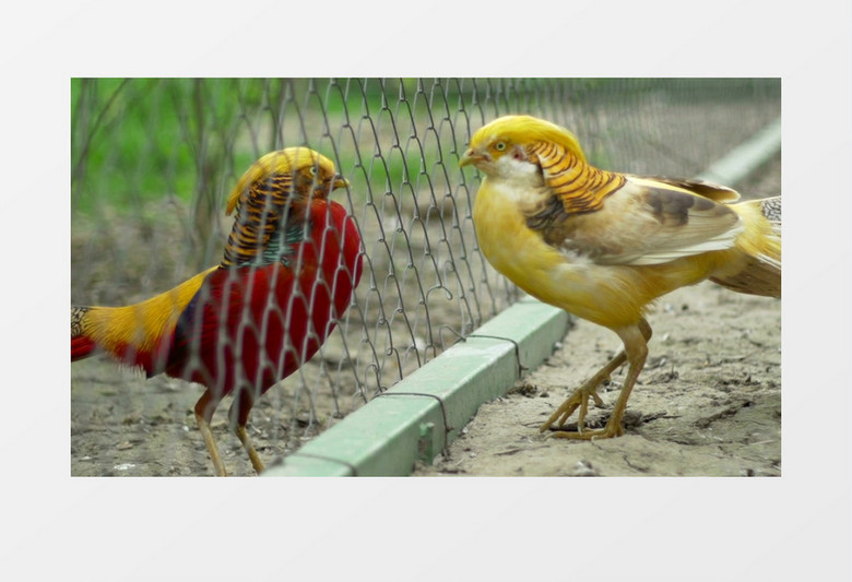 两只鸟在隔着铁网互啄实拍视频素材