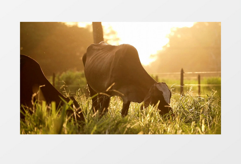 两只小牛在草地上吃草实拍视频素材