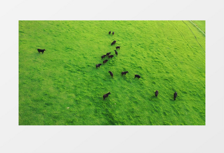 嫩绿的草地上一群黑牛在觅食实拍视频素材