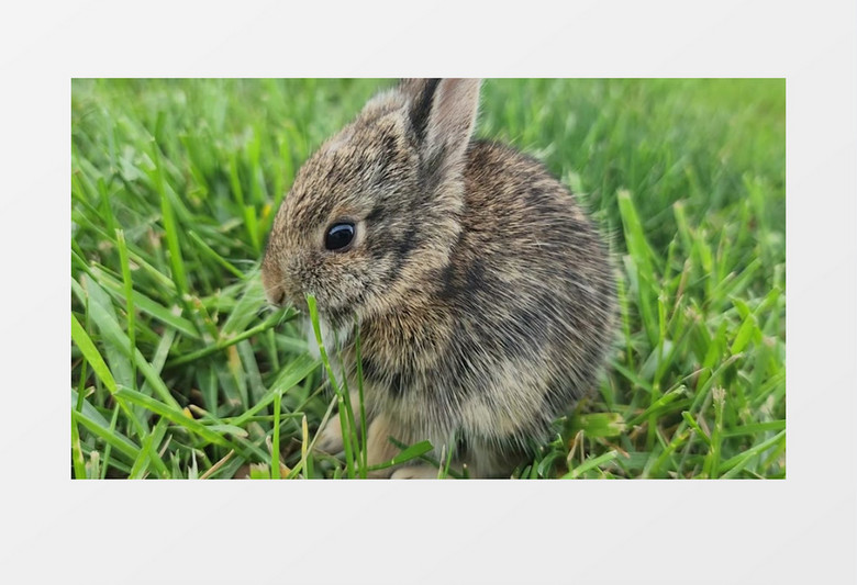 一只灰兔在吃草实拍视频素材