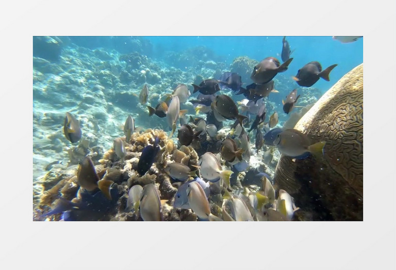 一群鱼在海底游走穿梭实拍视频素材