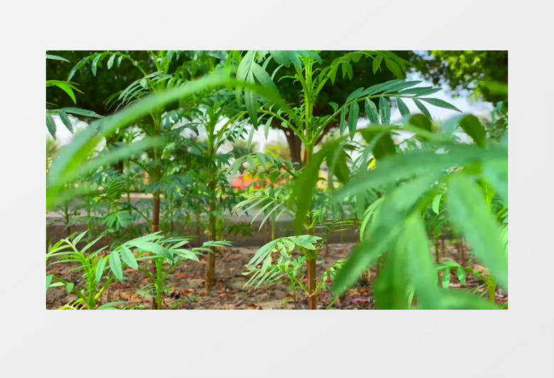 在风中随风晃动的小草实拍视频素材