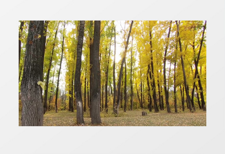 郊区森林中变黄的树叶实拍视频素材