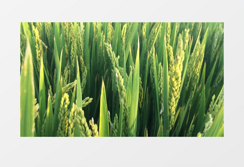 结穗的稻田在风中晃动实拍视频素材