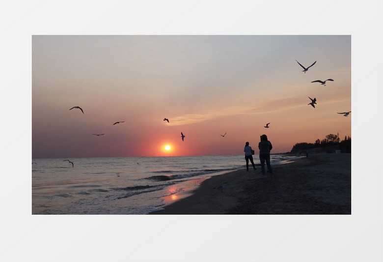 夕阳下一群海鸥在海边飞舞实拍视频素材
