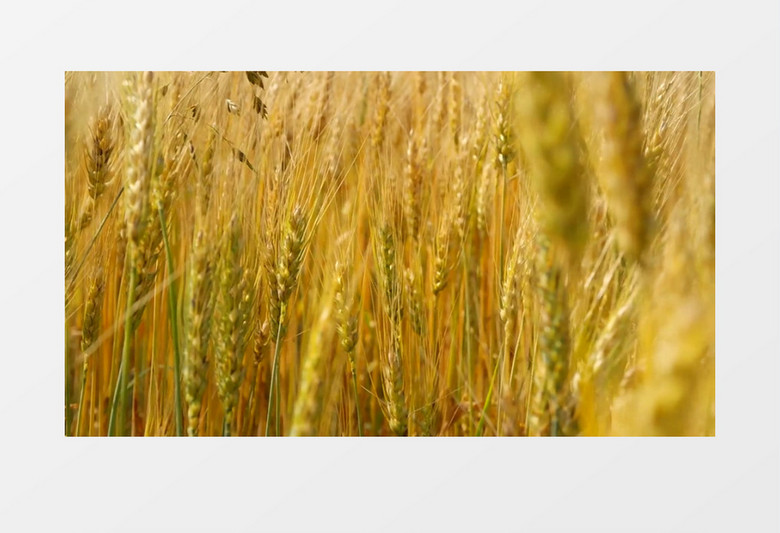 成熟的小麦实拍视频素材