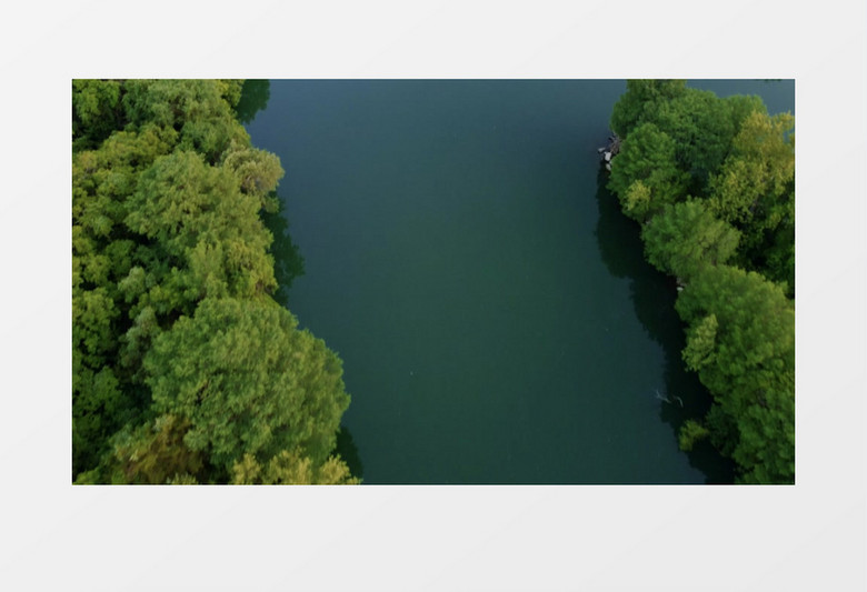 平静的湖面和岸边的植被实拍视频素材