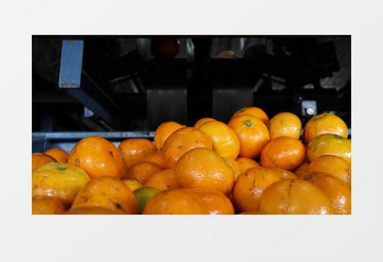 橘子在传动带上落下的过程实拍视频素材