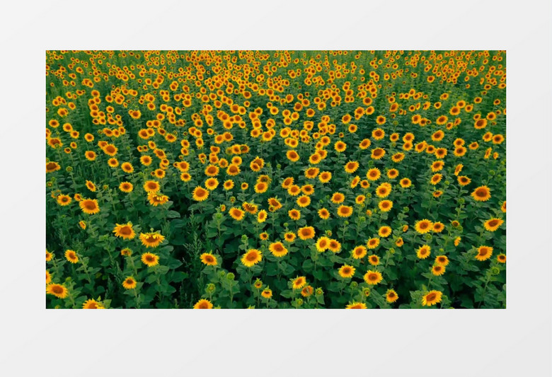 镜头略过成片的向日葵花圃实拍视频素材