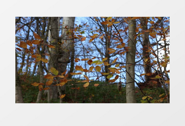 秋天泛黄的树叶在风中晃动实拍视频素材