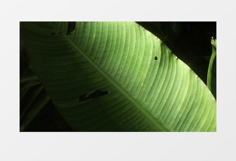 被虫子啃食过的芭蕉叶实拍视频素材