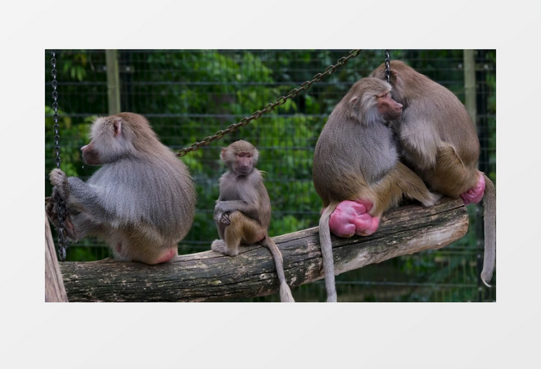 四只猴子蹲坐在秋千上游荡实拍视频素材