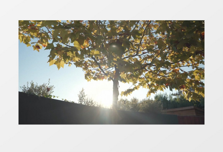 阳光透过树丛洒落实拍视频素材
